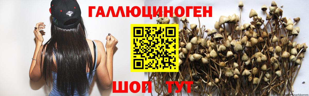 Галлюциногенные грибы Psilocybine cubensis Десногорск
